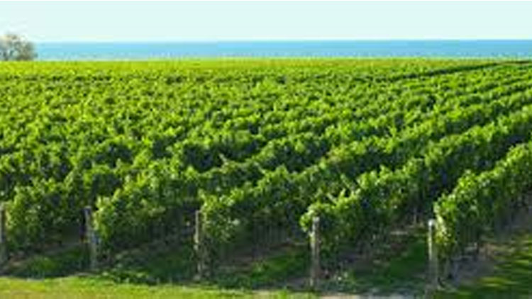 Niagara Wine Country eBike Tour